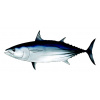 bonito