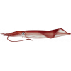 Lula-mansa / Veined squid / Loligo forbesii