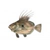 peixe-galo