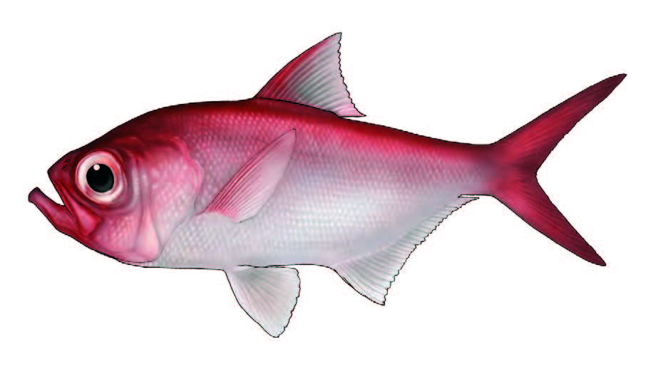 Alfonsim / Splendid alfonsino / Beryx splendens