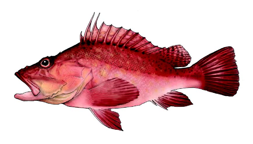 Bagre, Cântaro / Offshore rockfish / Pontinus kuhlii