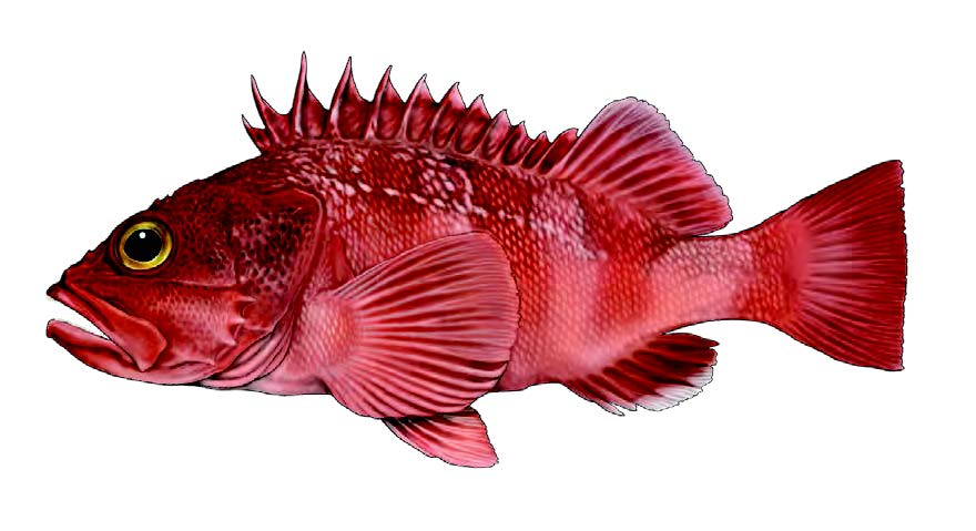 Boca-negra / Bluemouth rockfish / Helicolenus dactylopterus