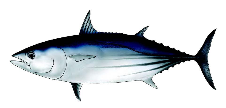 Bonito / Skipjack tuna / Katsuwonus pelamis