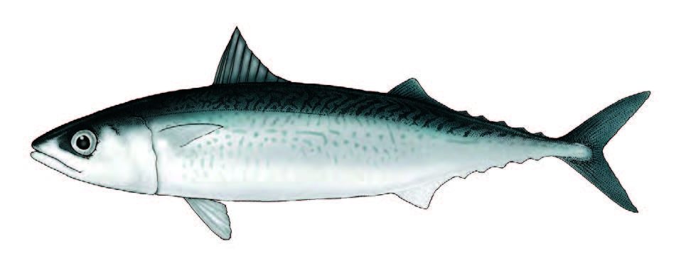 Cavala / Chub mackerel / Scomber japonicus