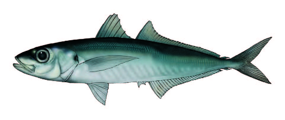 Chicharro / Blue jack mackerel / Trachurus picturatus