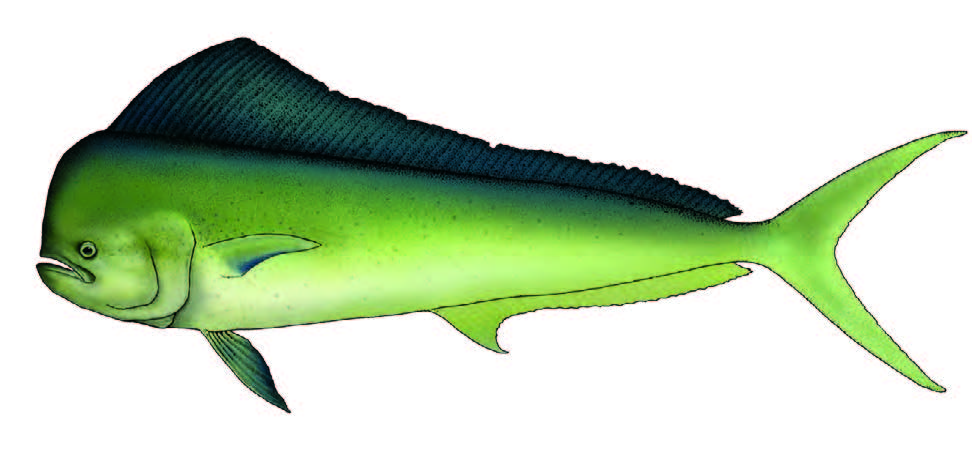 Dourado / Dolphinfish / Coryphaena hippurus
