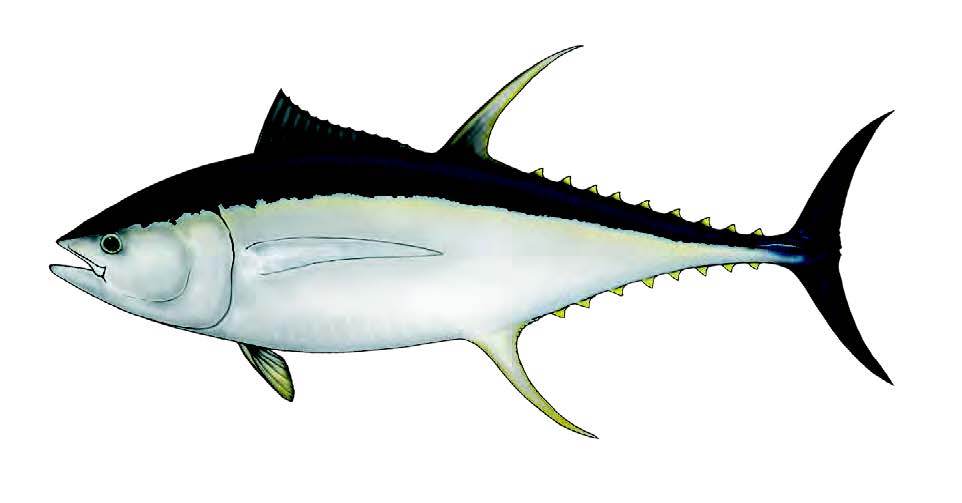 Galha-à-ré / Yellowfin tuna / Thunnus albacares