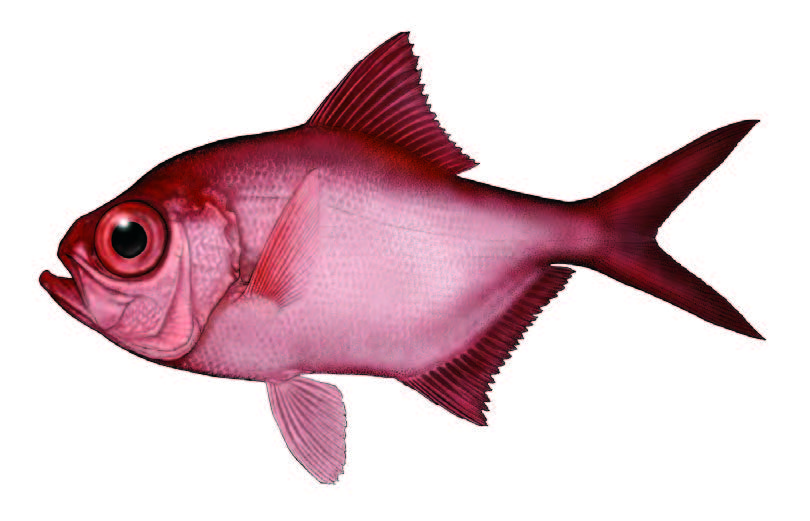 Imperador / Alfonsino / Beryx decadactylus