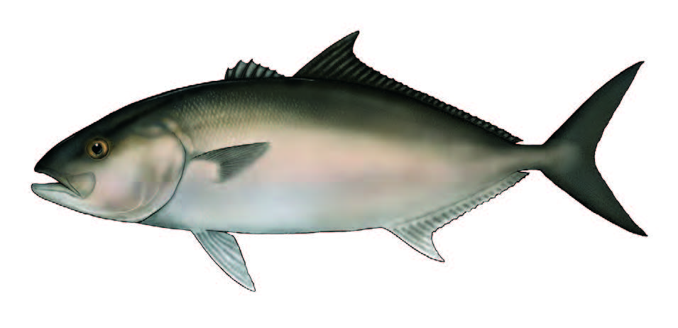 Írio / Greater amberjack / Seriola dumerili