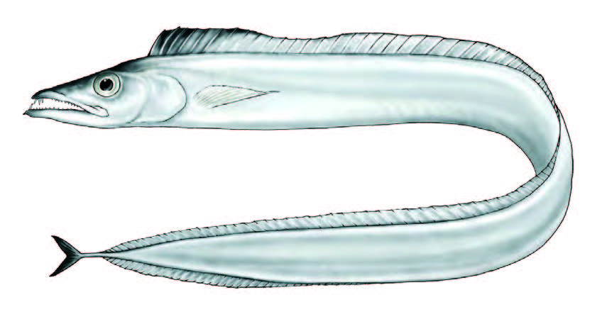 Peixe-espada-branco / Silver scabbardfish / Lepidopus caudatus