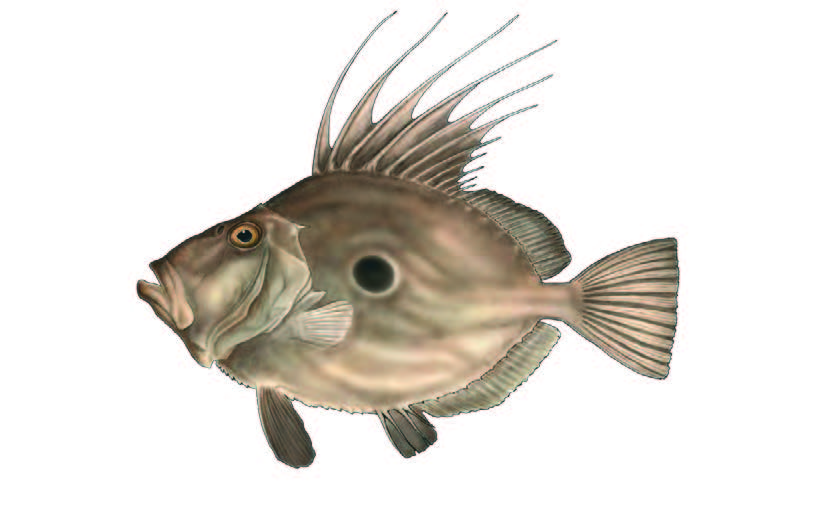 Peixe-galo / John dory / Zeus faber