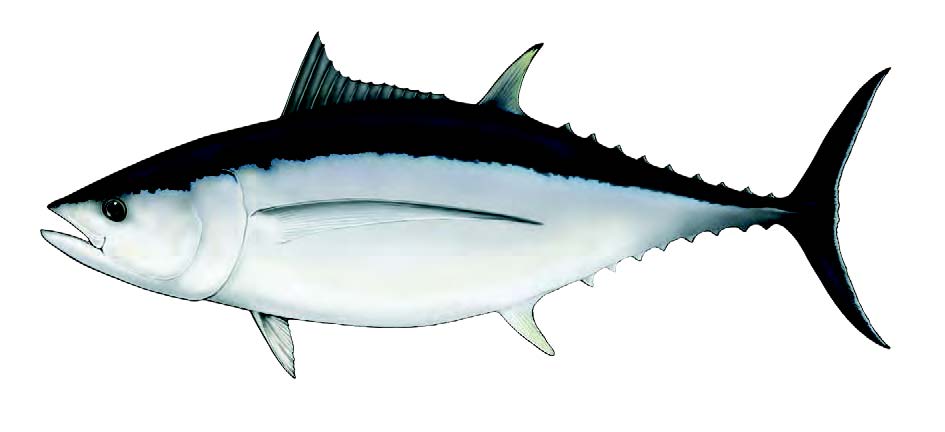 Voador / Albacore / Thunnus alalunga